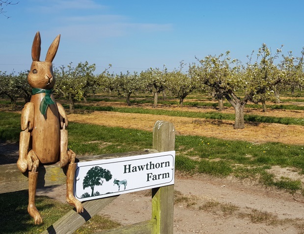 Oscar the Hawthorn Farm Gatekeeper