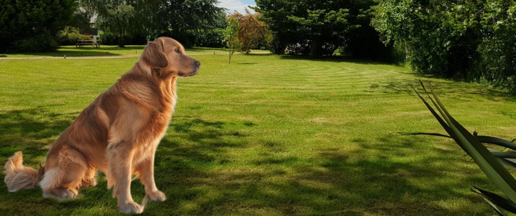 Dog Friendly Holiday Cottages Kent